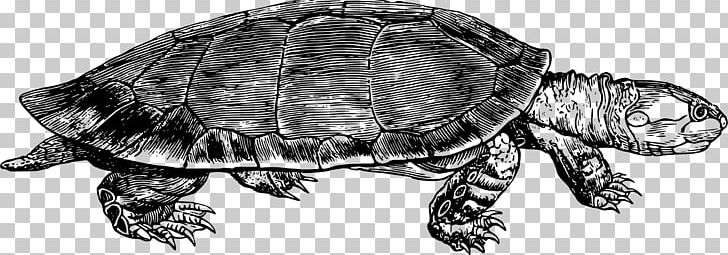 Common Snapping Turtle Tortoise Box Turtle Reptile PNG, Clipart, Amazon, Animal, Animals, Black And White, Box Turtle Free PNG Download