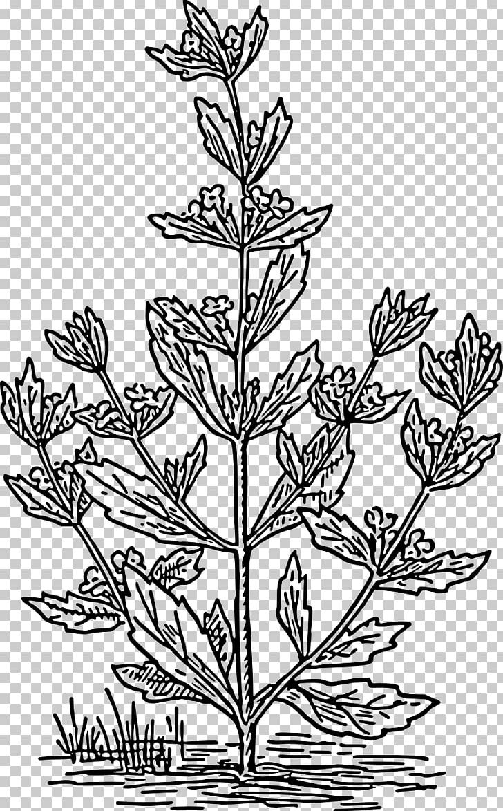 Pennyroyal Drawing Coloring Book Plant PNG, Clipart, Ausmalbild, Biology, Black And White, Botany, Branch Free PNG Download