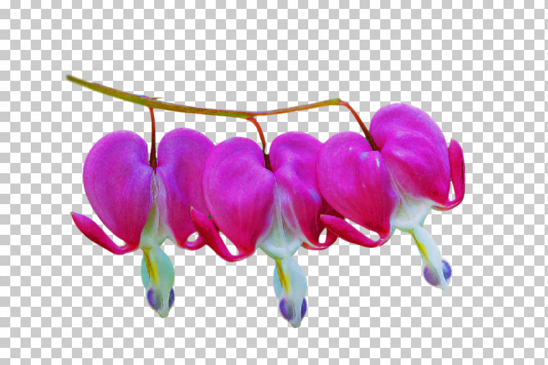 Flower Seed Lilac M Touch-me-not Dandelion PNG, Clipart, Algebra, Biology, Dandelion, Distance, Flower Free PNG Download