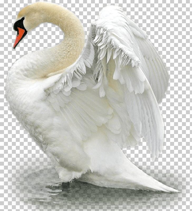 Bird Mute Swan Trumpeter Swan Duck The Magic Swan Geese PNG, Clipart, Animal, Animals, Beak, Bird, Cygnini Free PNG Download