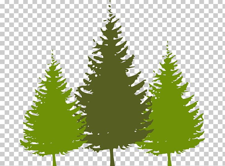 Christmas Tree Fir PNG, Clipart, Biome, Branch, Christmas, Christmas Decoration, Christmas Ornament Free PNG Download