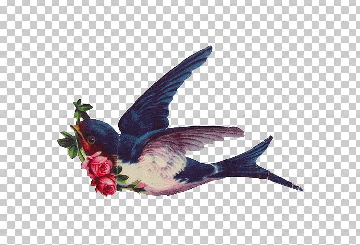 Swallow Tattoo Abziehtattoo Bird PNG, Clipart, Abziehtattoo, Animals, Barn Swallow, Beak, Bird Free PNG Download