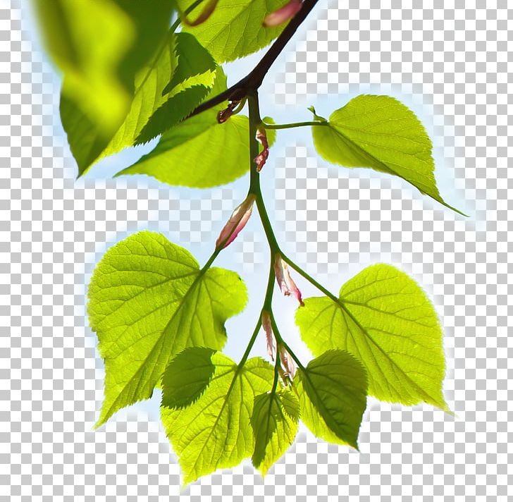 Leaf Silk Plant Stem Deciduous Bed Sheets PNG, Clipart, Bed Sheets, Branch, City, Deciduous, Green City Free PNG Download