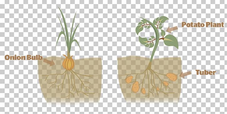 Plant Reproduction Asexual Reproduction Plant Propagation PNG, Clipart, Asexual, Asexual Reproduction, Biology, Bulb, Evolutionary Ecology Free PNG Download