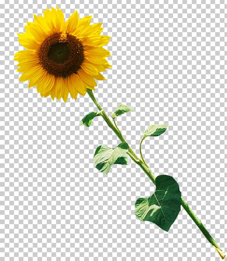 Common Sunflower Performance Photography PNG, Clipart, Annual Plant, Callalily, Common Sunflower, Cut Flowers, Daisy Family Free PNG Download