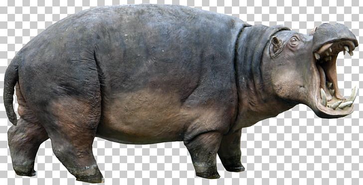 Hippopotamus Rhinoceros PNG, Clipart, Animal Pictures, Animals, Cartoon, Download, Eventoed Ungulate Free PNG Download