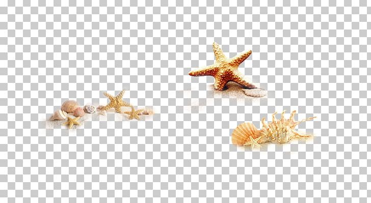 Seashell Icon PNG, Clipart, Accessories, Animals, Beach, Beautiful Starfish, Cartoon Starfish Free PNG Download