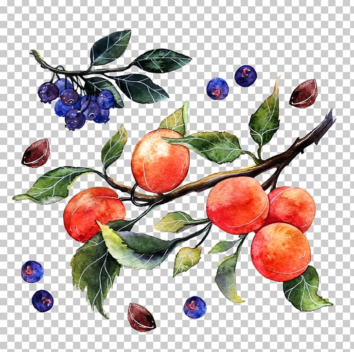 Apple Watercolor Painting Illustrator Illustration PNG, Clipart, Behance, Blueberry, Branch, Cartoon, Cherry Free PNG Download