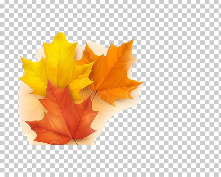 Autumn Leaf Color Illustration PNG, Clipart, Autumn, Autumn Leaf Color ...