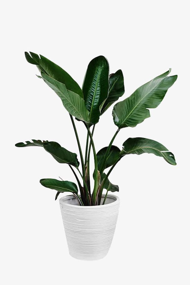 Potted Green Plants PNG, Clipart, Flower, Flower Pot, Green Clipart, Kind, Large Free PNG Download