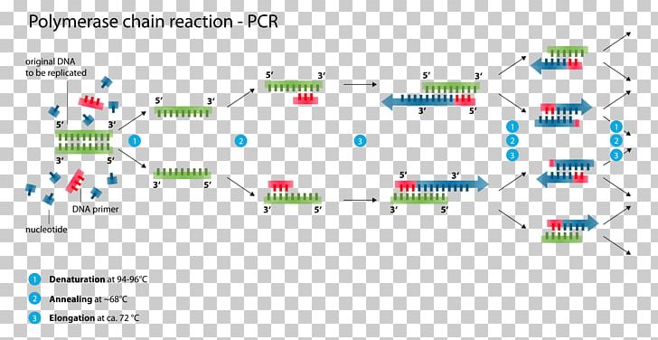 Real-time Polymerase Chain Reaction DNA Polymerase PNG, Clipart, Angle, Area, Brand, Chain Reaction, Chemical Reaction Free PNG Download