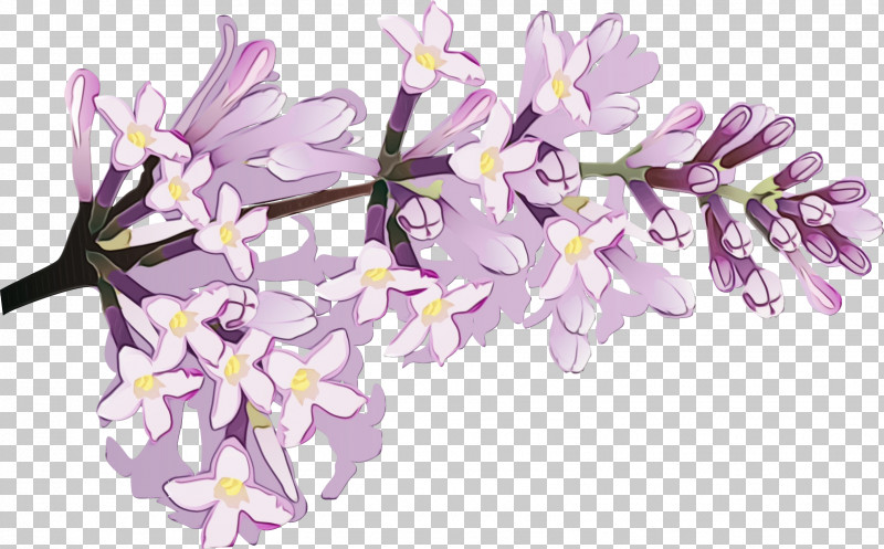 Lavender PNG, Clipart, Blossom, Branch, Cut Flowers, Flower, Ixia Free PNG Download