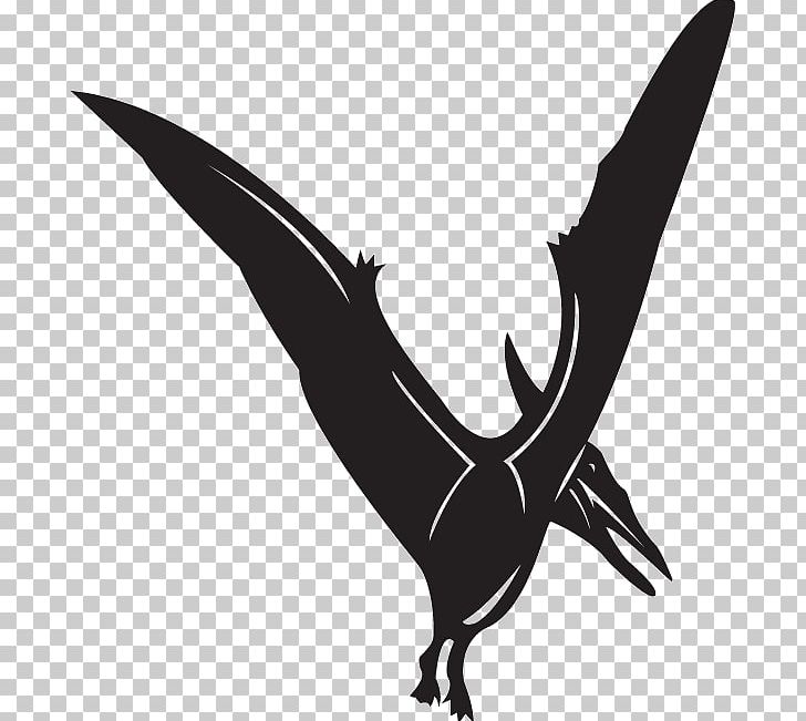 Line Art Illustration Pteranodon PNG, Clipart, Art, Beak, Bird, Bird Of Prey, Black And White Free PNG Download