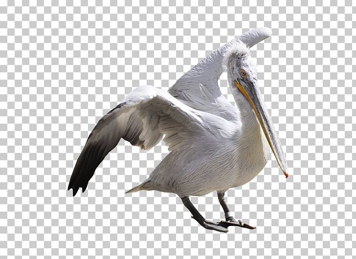 Pelican PNG, Clipart, Pelican Free PNG Download