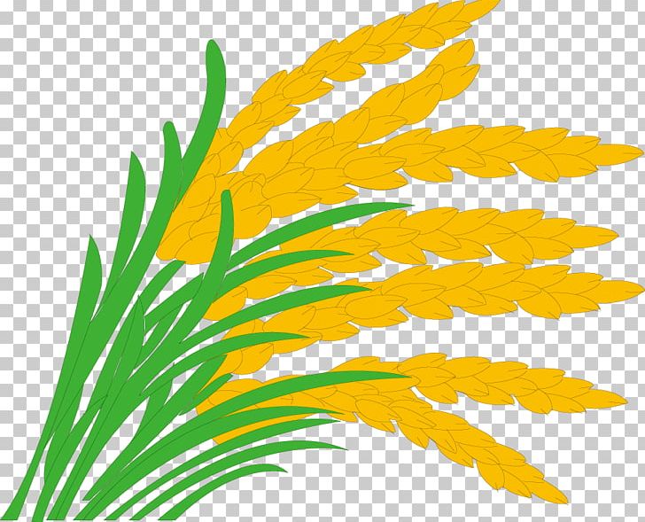 Rice Paddy Field Grasses PNG, Clipart, Brown Rice, Clip Art, Commodity, Download, Flora Free PNG Download