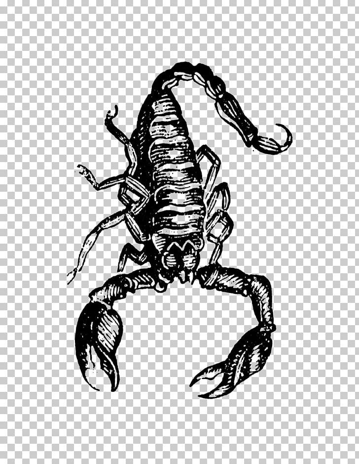 Scorpion Drawing Character /m/02csf PNG, Clipart, Art, Arthropod, Black And White, Character, Clip Free PNG Download