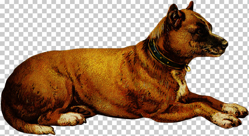 Dog American Staffordshire Terrier Ancient Dog Breeds Bullmastiff Alano Español PNG, Clipart, Alaunt, American Pit Bull Terrier, American Staffordshire Terrier, Ancient Dog Breeds, Bullmastiff Free PNG Download