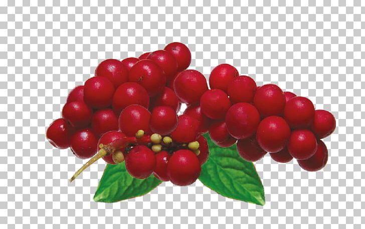Five-flavor Berry Adaptogen Schisandra Rubriflora Herb PNG, Clipart, American Ginseng, Berry, Bryonia, Cherry, Currant Free PNG Download