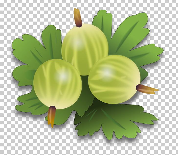 Gooseberry Fruit PNG, Clipart, Berry, Currant, Food, Fruit, Fruit Nut Free PNG Download
