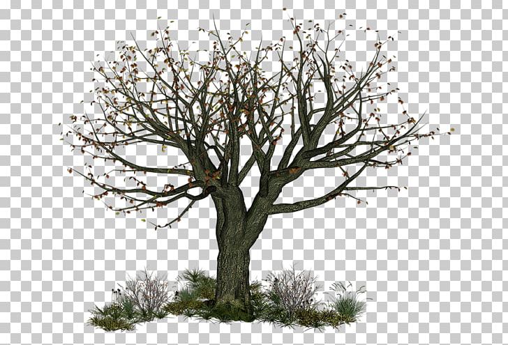 Twig Tree Branch PNG, Clipart, Agaclar, Autumn, Bird, Branch, Com Free PNG Download