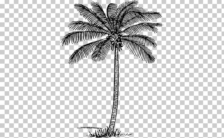 Arecaceae Tree Coconut Plant PNG, Clipart, Arecaceae, Arecales, Black And White, Borassus Flabellifer, Branch Free PNG Download