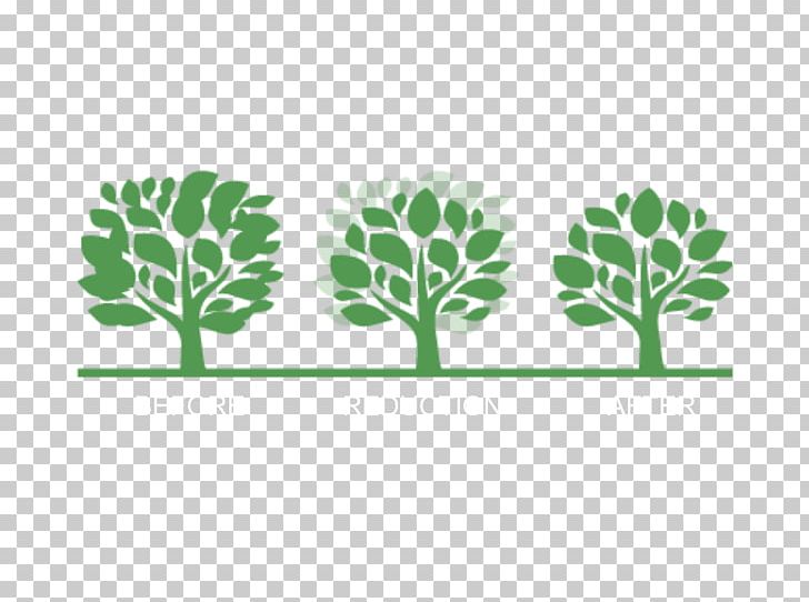 Branch Crown Pruning Thinning Tree PNG, Clipart, Branch, Crown, Cutting, Duluth, Flora Free PNG Download