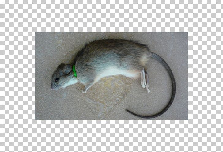 Gerbil Rat Dormouse Fauna PNG, Clipart, Actually, Animals, Dormouse, Fauna, Gerbil Free PNG Download