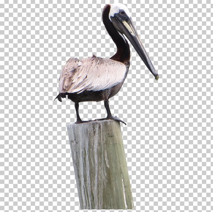 Pelican Products Icon PNG, Clipart, Akitaclub, American White Pelican, Animals, Beak, Bird Free PNG Download