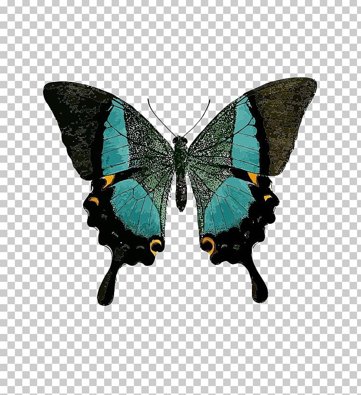 Swallowtail Butterfly Green Black Swallowtail PNG, Clipart, Arth, Black Swallowtail, Blue, Bluegreen, Brush Footed Butterfly Free PNG Download