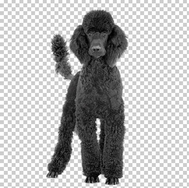 Toy Poodle Black And Tan Coonhound Standard Poodle Bluetick Coonhound PNG, Clipart, Animal, Barbet, Black And White, Carnivoran, Companion Dog Free PNG Download