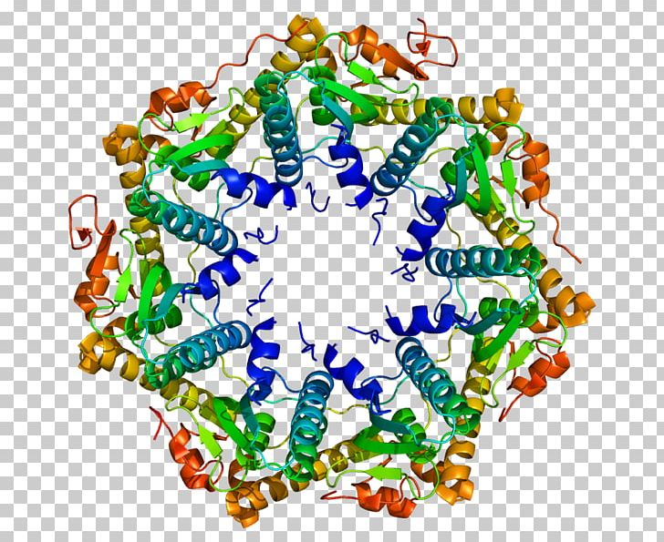 ATP-dependent Clp Protease Proteolytic Subunit Clp Protease Family Endopeptidase Clp Enzyme PNG, Clipart, 1 Tg, Adenosine Triphosphate, Area, Art, Bacteria Free PNG Download