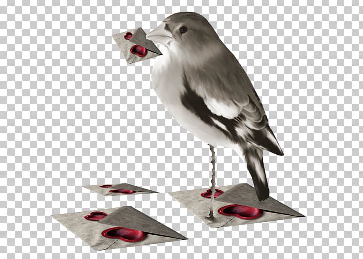 Bird Valentine's Day PNG, Clipart,  Free PNG Download