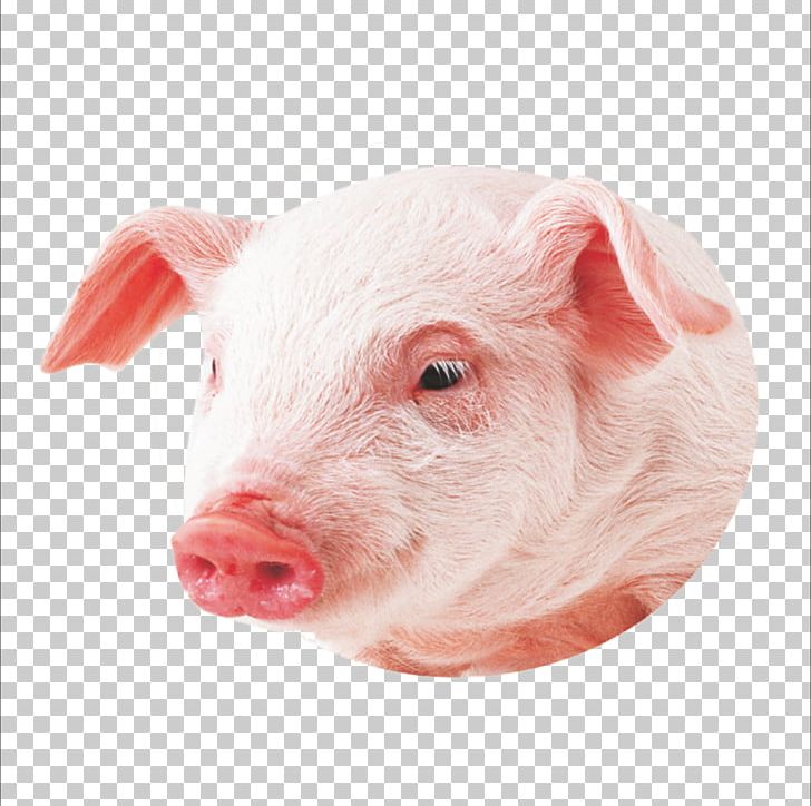 Co Pig Miniature Pig PNG, Clipart, Animals, Co Pig, Display Resolution, Domestic Pig, Download Free PNG Download