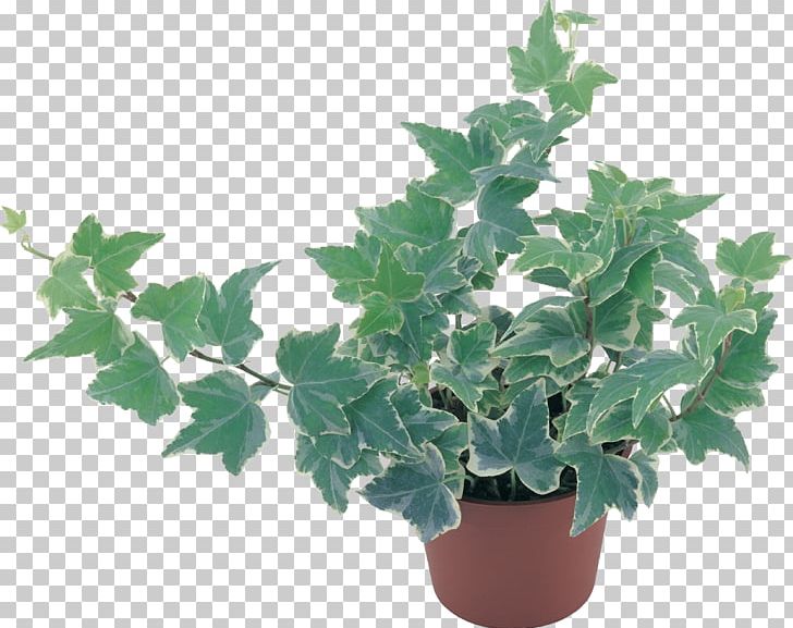 Drawing Boston Ivy Plants Portable Network Graphics Barberry PNG, Clipart, Barberry, Berberidaceae, Boston Ivy, Common Ivy, Drawing Free PNG Download