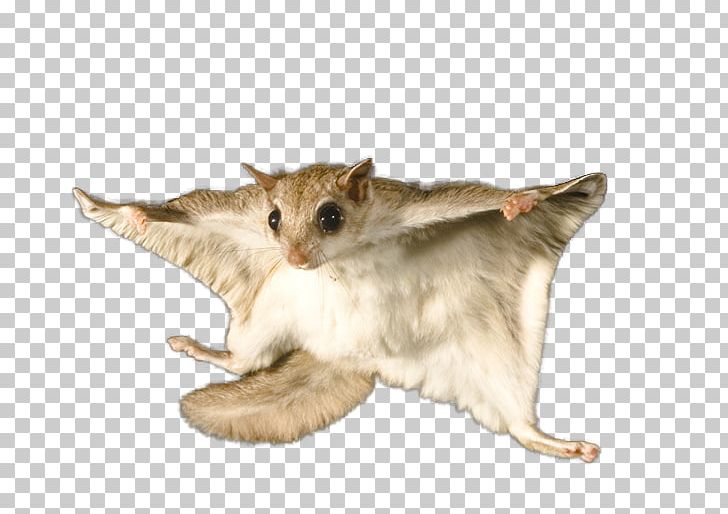 Flying Squirrel Bat Rodent Raccoon PNG, Clipart, Animals, Carnivoran, Cat, Cat Like Mammal, Dog Like Mammal Free PNG Download