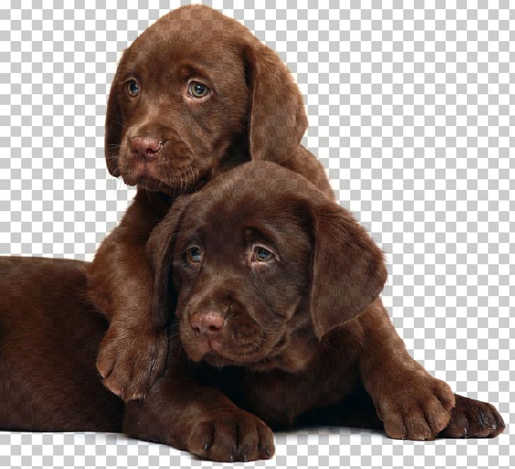 Labrador Retriever Puppy Standard Schnauzer Newfoundland Dog PNG, Clipart, Animals, Carnivoran, Chocolate Chip Cookie, Companion Dog, Cuteness Free PNG Download
