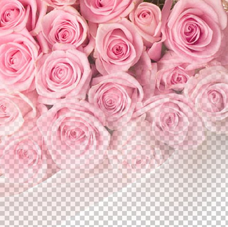 Rose Pink Flower PNG, Clipart, 1080p, Background Vector, Color, Com, Cut Flowers Free PNG Download