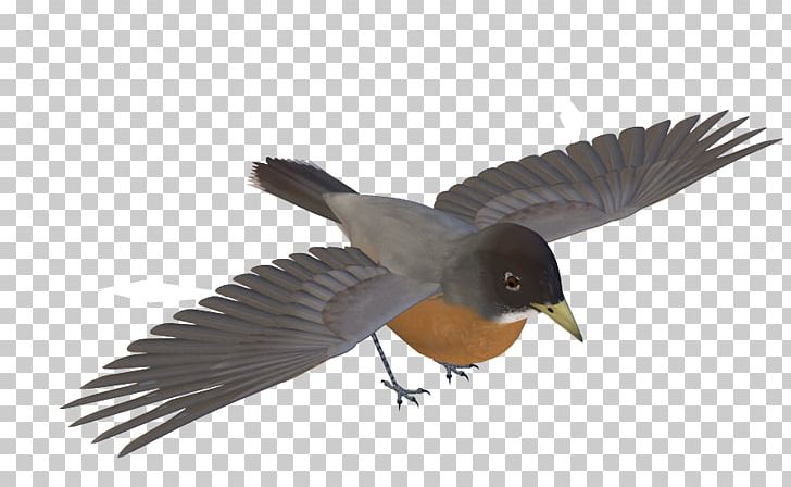 Bird MPEG-4 Part 14 Beak PNG, Clipart, Animals, Beak, Bird, Birds, Computer Icons Free PNG Download
