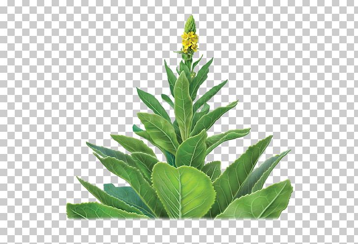 Buddha Teas Herbal Tea PNG, Clipart, Evergreen, Flowerpot, Food, Food Drinks, Herb Free PNG Download