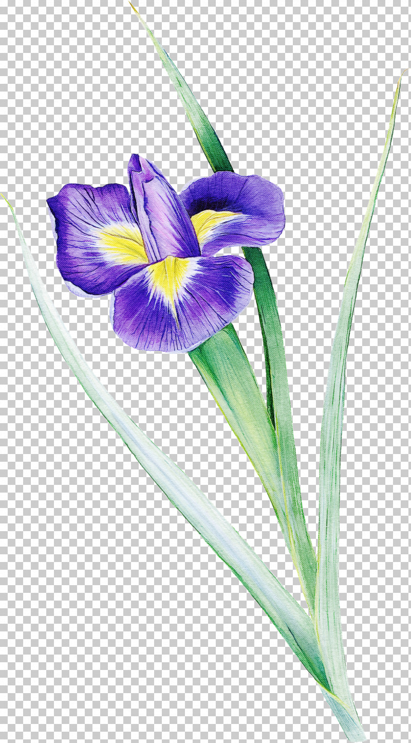 Flower Algerian Iris Plant Violet Iris Versicolor PNG, Clipart, Algerian Iris, Flower, Iris, Iris Versicolor, Petal Free PNG Download