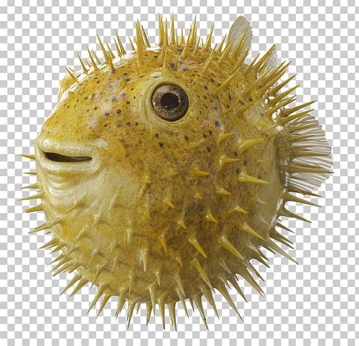 Angel Of The Lord Bank Pufferfish Film Production Companies PNG, Clipart, Angel Of The Lord, Bank, Behance, Company, Film Free PNG Download