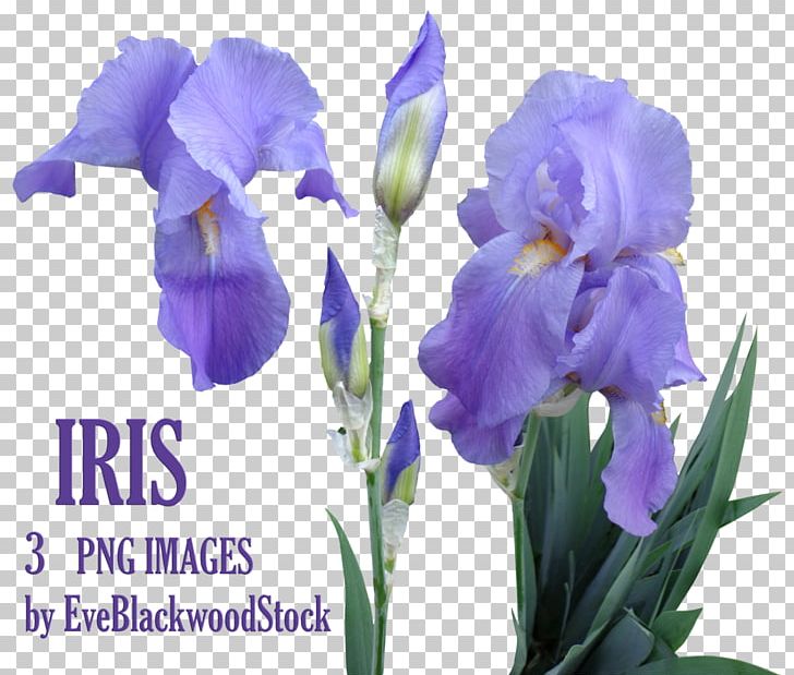 Flower Iris Orris Root PNG, Clipart, Cut Flowers, Flower, Flowering Plant, Information, Iridaceae Free PNG Download