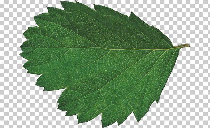 Leaf Bladnerv CMYK Color Model PNG, Clipart, Autumn Leaves, Banana Leaves, Bladnerv, Cmyk Color Model, Color Free PNG Download