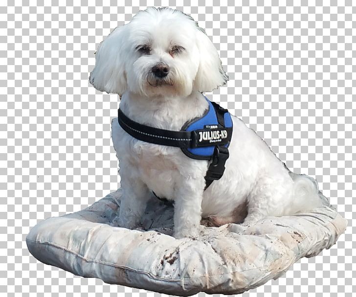 Maltese Dog Havanese Dog Puppy Dog Breed Companion Dog PNG, Clipart, Animals, Bichon, Breed, Carnivoran, Clothing Free PNG Download