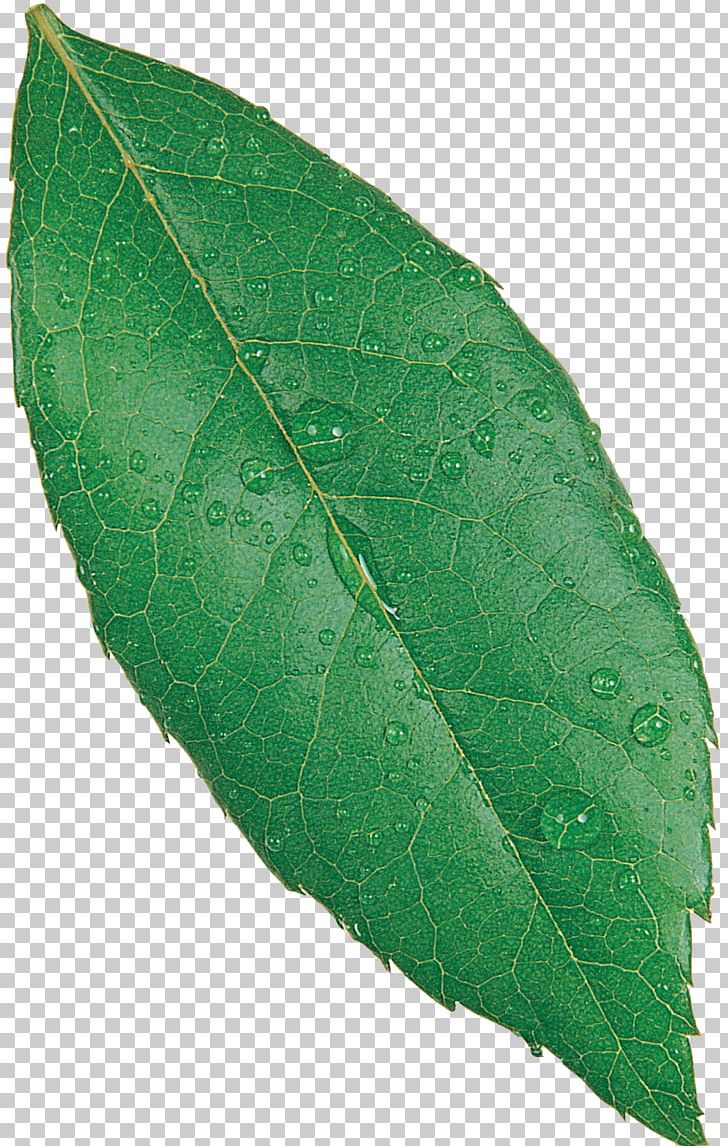 Plant Pathology Leaf PNG, Clipart, Food Drinks, Green Leaves, Leaf, Nature, Pathology Free PNG Download