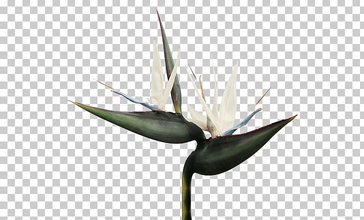 Agave Strelitzia Nicolai Bird Of Paradise Flower Flowering Plant PNG, Clipart, Agave, Bird Of Paradise Flower, Flower, Flowering Plant, Heliconia Vellerigera Free PNG Download