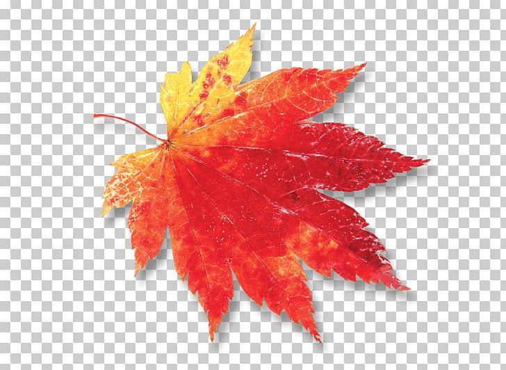 Maple Leaf Canada PNG, Clipart, Camera Lens, Canada, Desktop Wallpaper, Kilobyte, Leaf Free PNG Download