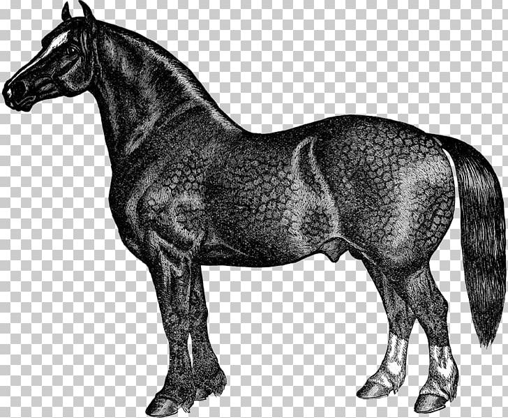 Mustang Stallion Mare Rein Pony PNG, Clipart, Animal Figure, Bit, Black And White, Bridle, Halter Free PNG Download