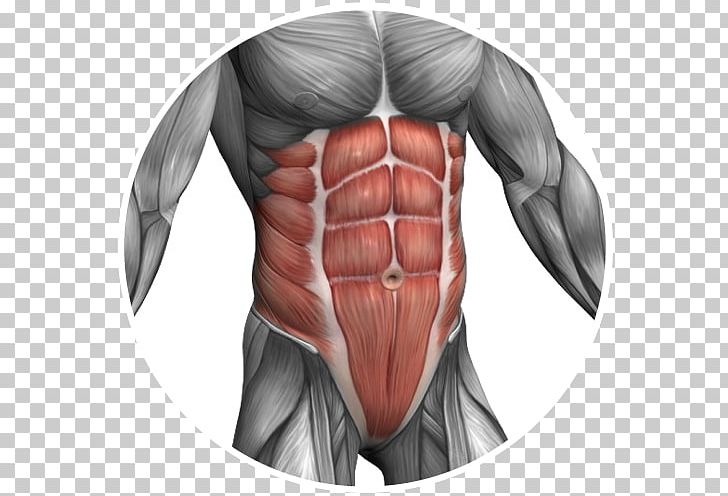 Pectoralis Major Muscle Abdomen Rectus Abdominis Muscle Thorax PNG, Clipart, Arm, Exercise, Fictional Character, Hand, Head Free PNG Download