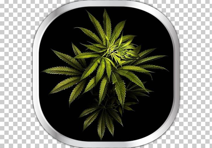 Brave New Weed: Adventures Into The Uncharted World Of Cannabis Desktop Computer PNG, Clipart, 1080p, Awesome, Cannabis, Cannabis Smoking, Computer Free PNG Download